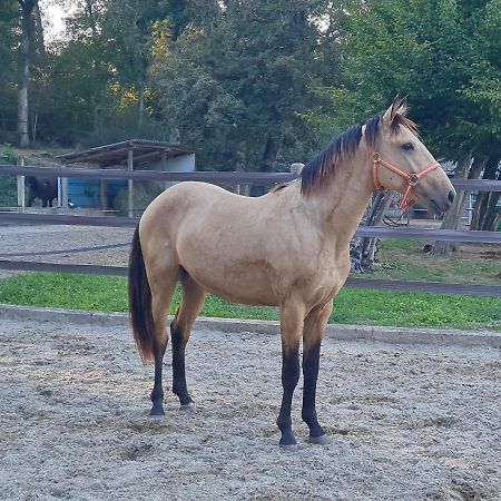 Repos Rouge-Plaisir Au Milieu Des Chevaux Apartment Kembs Exterior foto