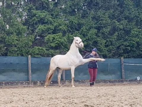 Repos Rouge-Plaisir Au Milieu Des Chevaux Apartment Kembs Exterior foto
