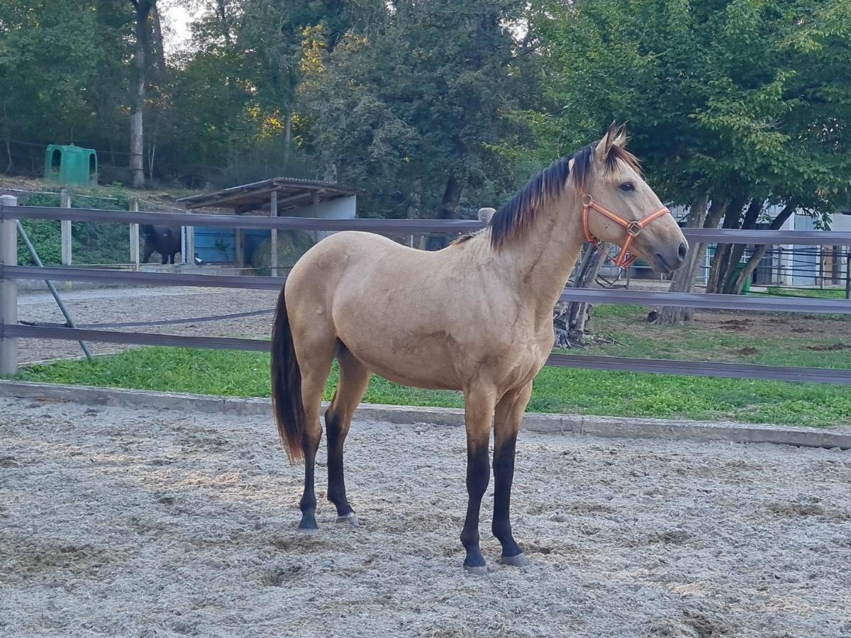 Repos Rouge-Plaisir Au Milieu Des Chevaux Apartment Kembs Exterior foto