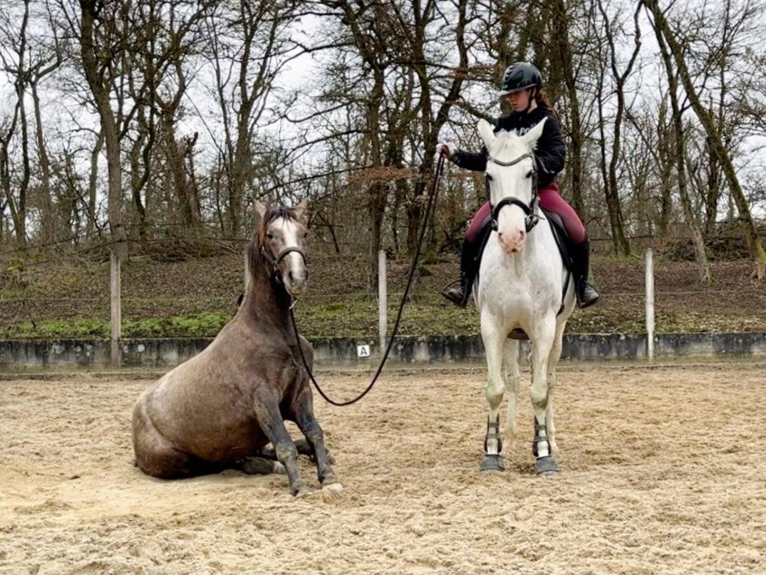 Repos Rouge-Plaisir Au Milieu Des Chevaux Apartment Kembs Exterior foto